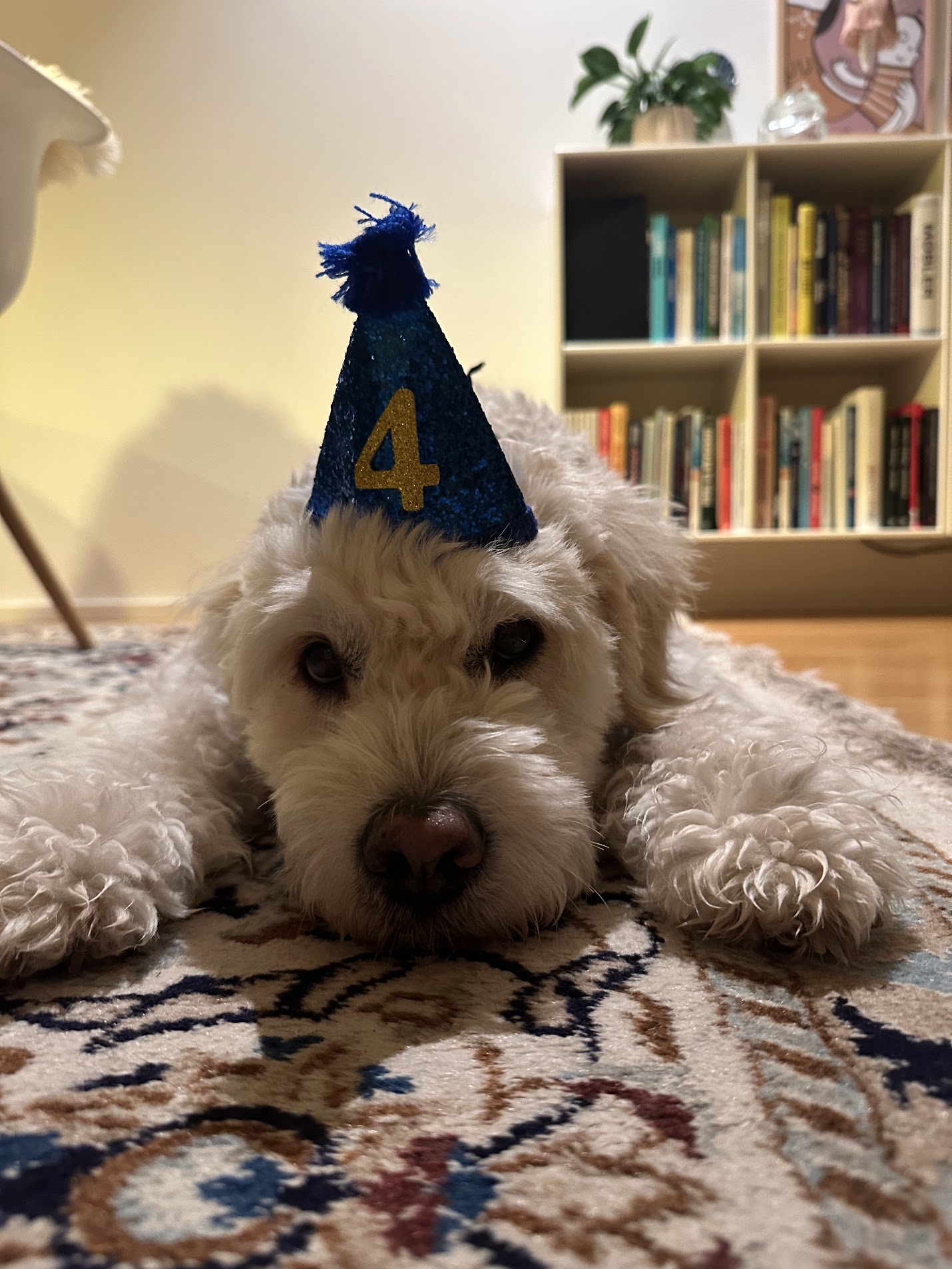 Walter the Golden Doodle